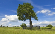 English Heritage to digitally manage 38,000 trees on its historic estates