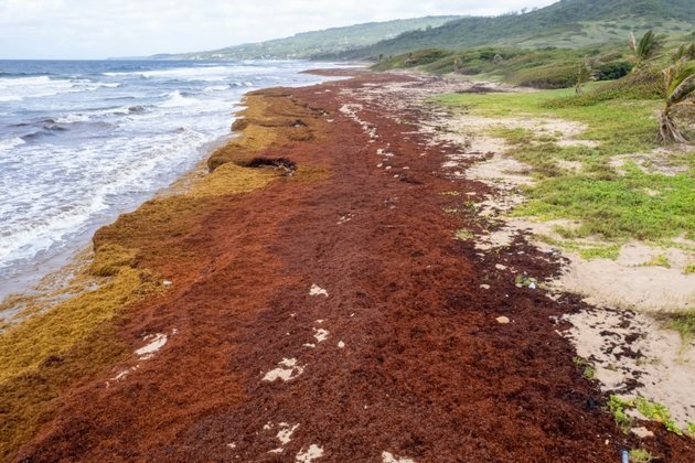 Record Amount of Seaweed Choking Caribbean Shores