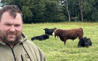 Results revealed for Deeside Monitor Farm trial finishing bulls at grass