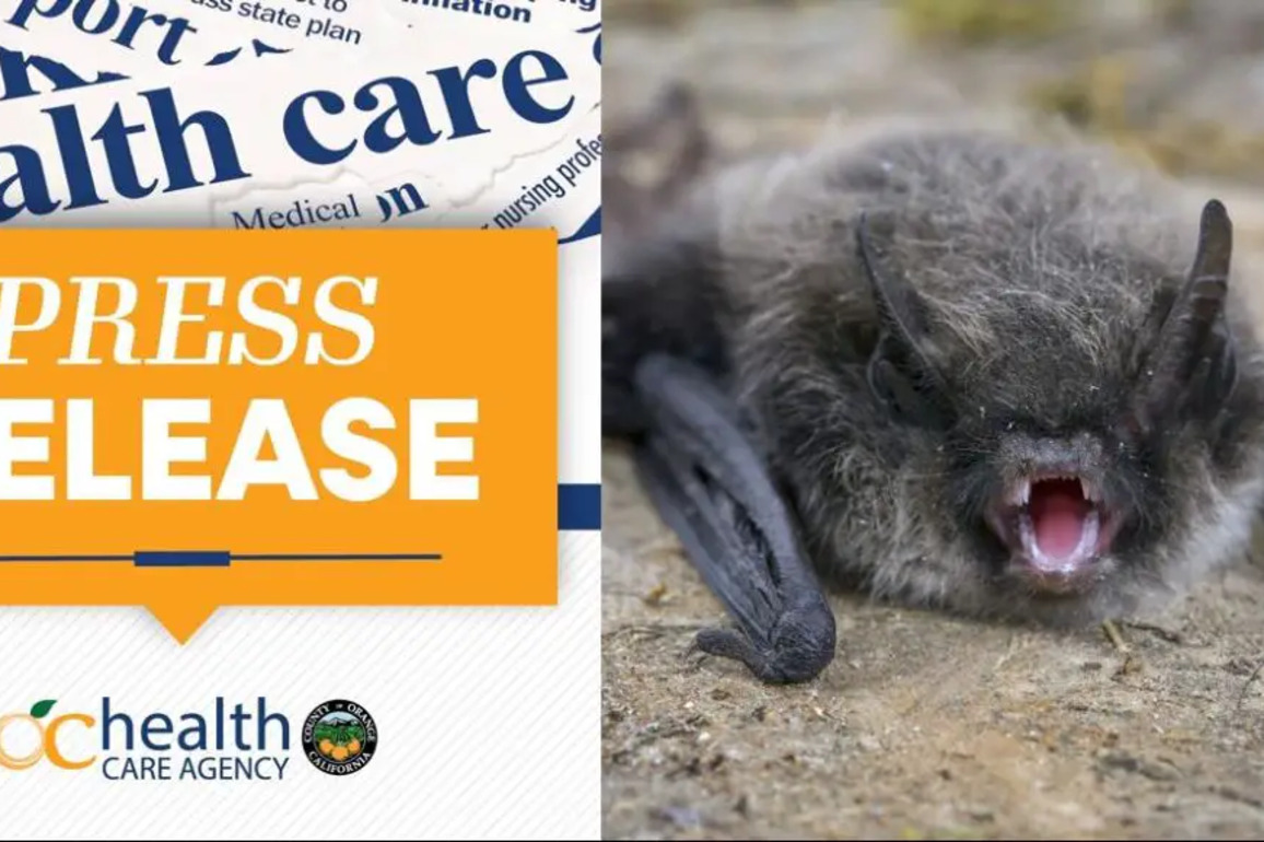 Dead bat found in South Orange County tested positive for rabies - New Santa Ana