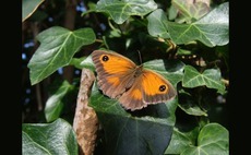 UK Government and businesses must take decisive steps to protect global biodiversity say MPs