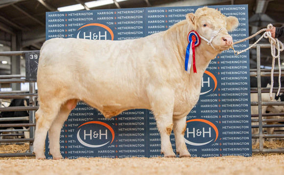 Hottbank Gold sets new Whitebred Shorthorn record