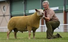 Foulrice Charollias lead Builth's early ram sale