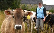 Brown Swiss and Holstein work in harmony on Yorkshire dairy farm
