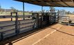 Even simple things like the orientation of the working race and loading ramp can increase cattle yard safety and efficiency.