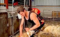 Welsh shearer attempts British Shearing Record