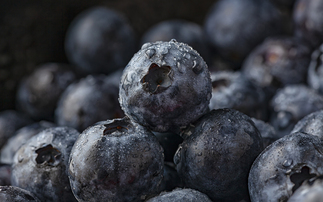 Bumblebees boost bumper British blueberry crop