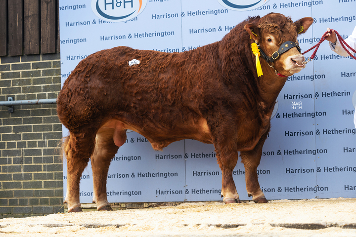 Pabo Tommy which sold for 23,000gns