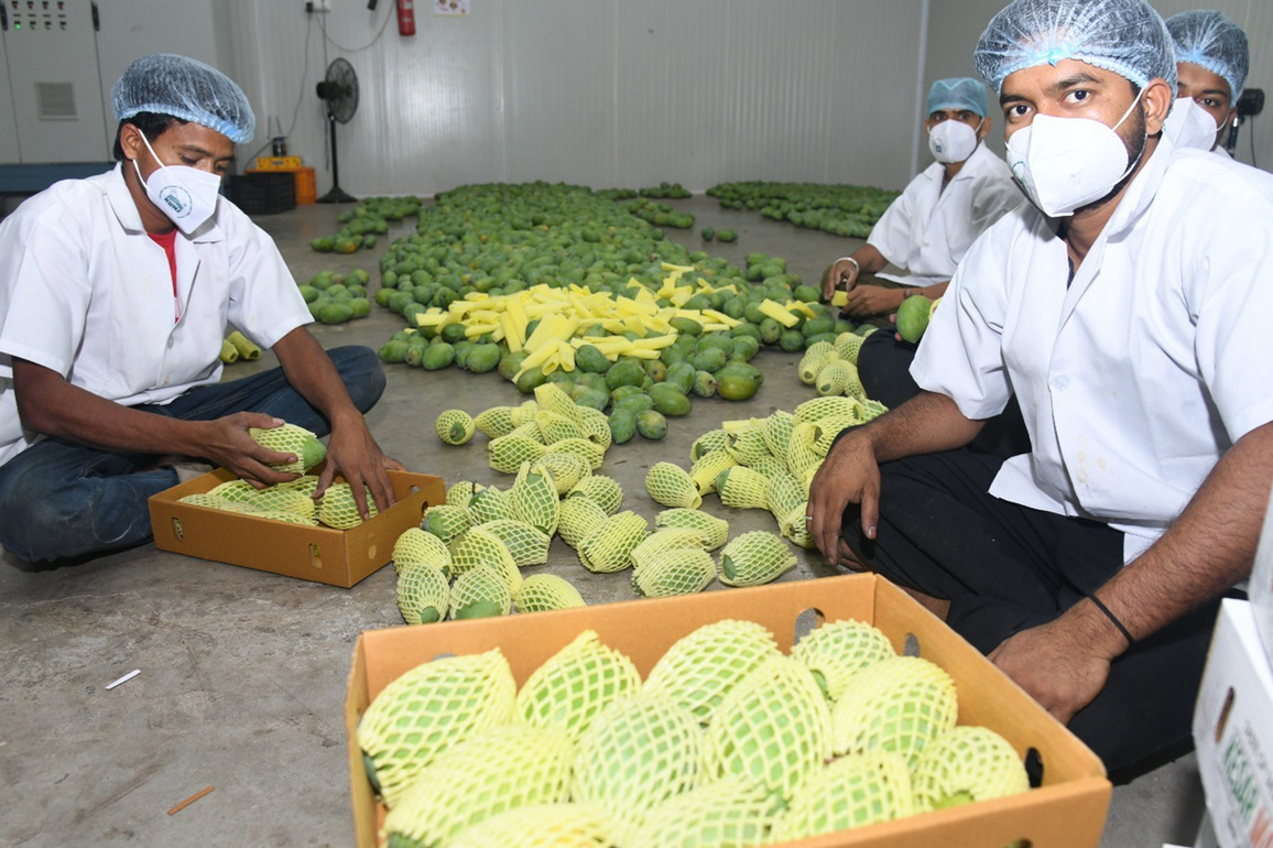 Mango Cargo: How a cult-favorite fruit from Gujarat conquered London Heathrow