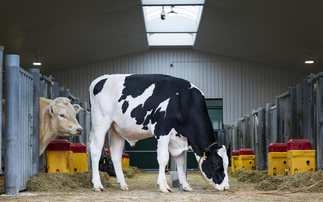 Bull proofs: UK-bred Coyote leads the pack 