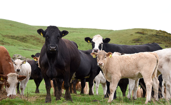 Cattle producers urged to change one thing to improve parasite control