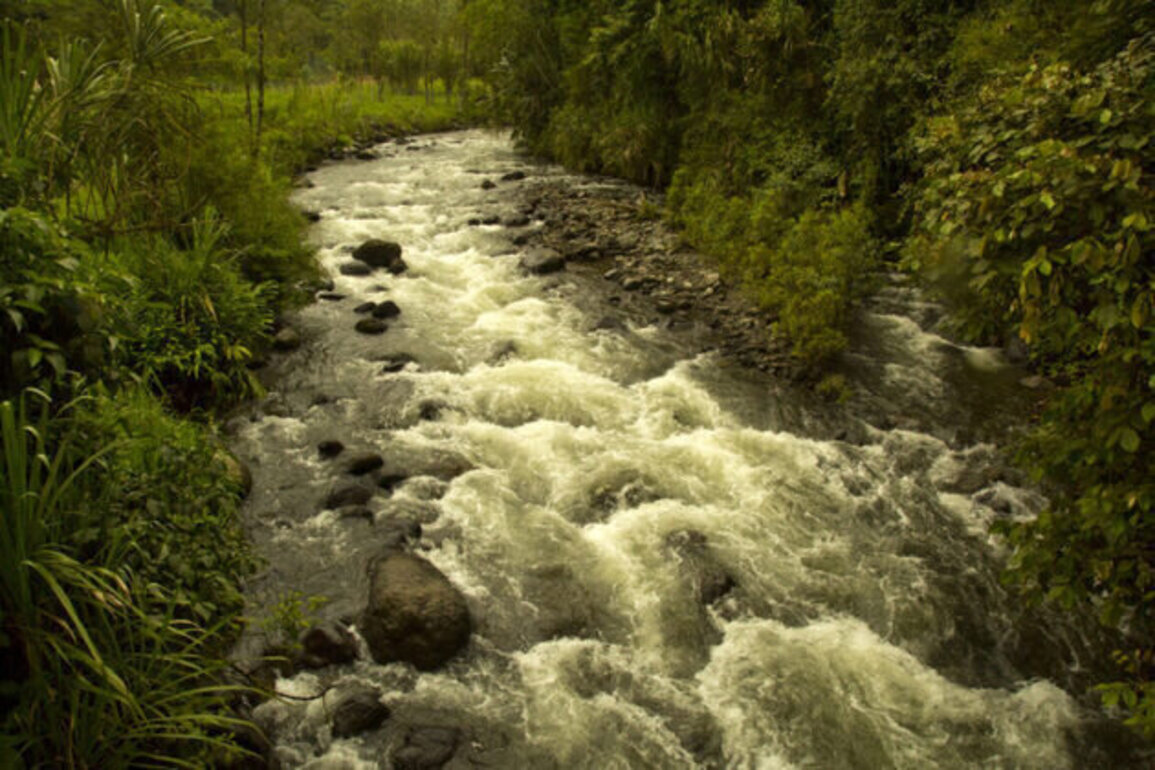 Ecuador study offers hope: Rainforests can recover faster than expected