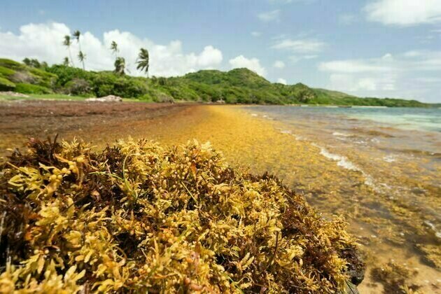 How a toxic seaweed choking Caribbean beaches could become a valuable resource