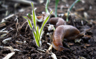 Beetle boost for slug control