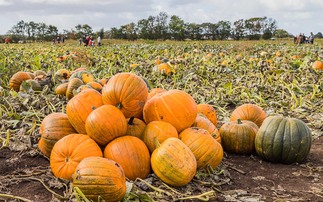 Pumpkin picking grows in popularity