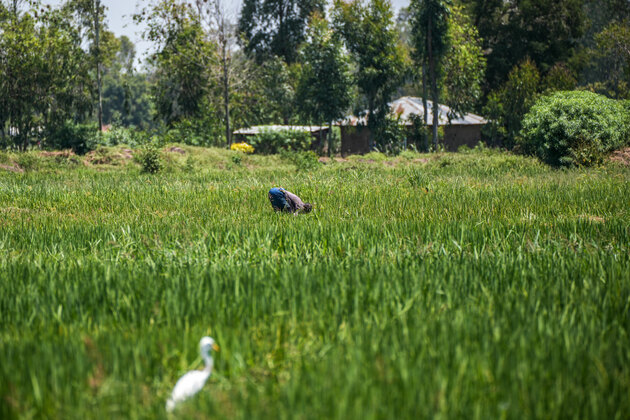 BRI Stories | Chinese-built irrigation project transforming Kenyan farmers' livelihoods