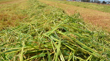 Cut or baled hay that contains toxic ryegrass will remain toxic and should not be fed to livestock. 