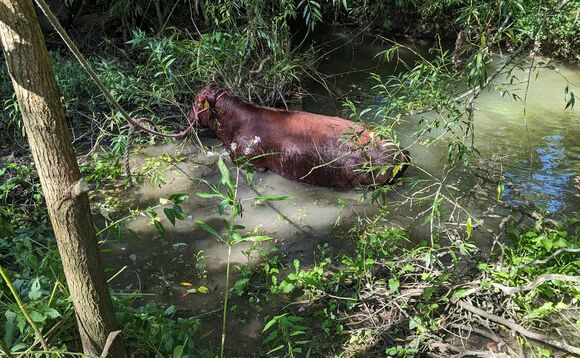 Cow in calf rescued from River Ouse after suspected dog attack