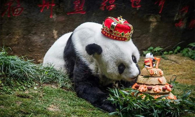 Bye bye Basi: World's oldest captive panda dies Bye bye Basi: World's oldest captive panda dies