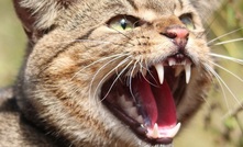  Feral cats have been declared a pest in WA.. Image courtesy PestSmart.