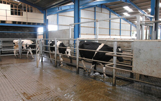 New lameness manifesto launched for British dairy industry