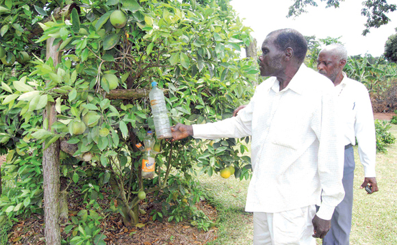 Nkuubi ng’alaga emicungwa gye balima n’obucupa omussibwa eddagala eritta obuswera. Nkuubi ng’alaga emicungwa gye balima n’obucupa omussibwa eddagala eritta obuswera.