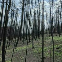 After the smoke clears, a wildfire's legacy can haunt rivers for years, putting drinking water at risk