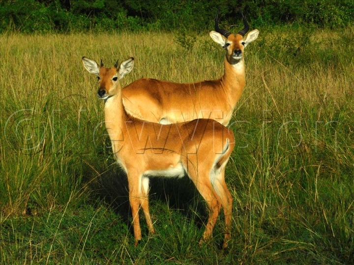 Antelopes are a common sight at Mburo