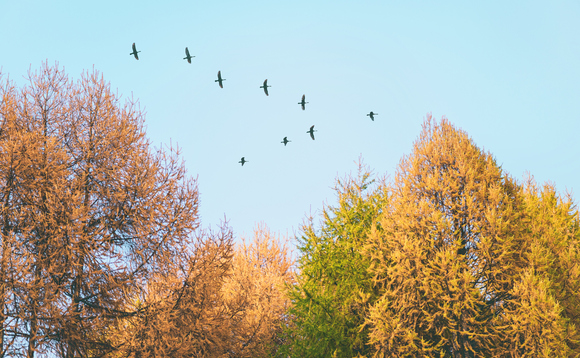 Migratory birds fly over birch trees | Credit: iStock