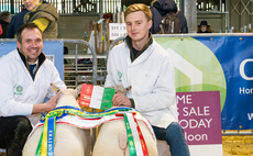 Beltex dominate sheep judging at Royal Welsh Winter Fair