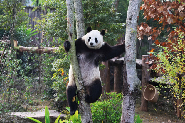 Last two Pandas in Japan to return to China amid strained bilateral ties