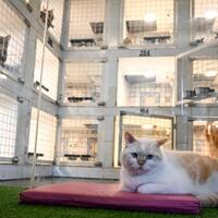 Asia Album: Pet hotel in Jakarta, Indonesia