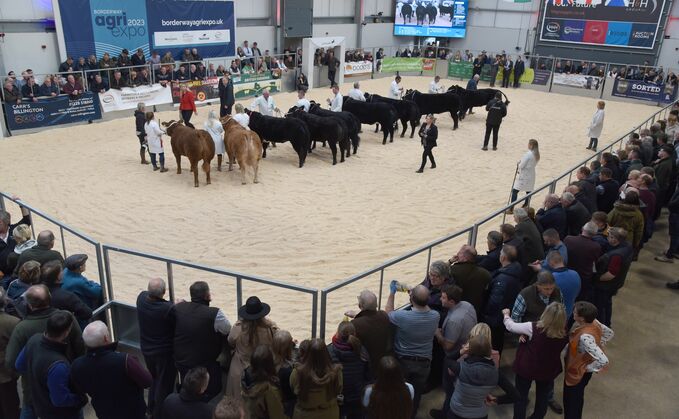 Cattle judging underway at this year's Borderway Agri-Expo event at Carlisle. 