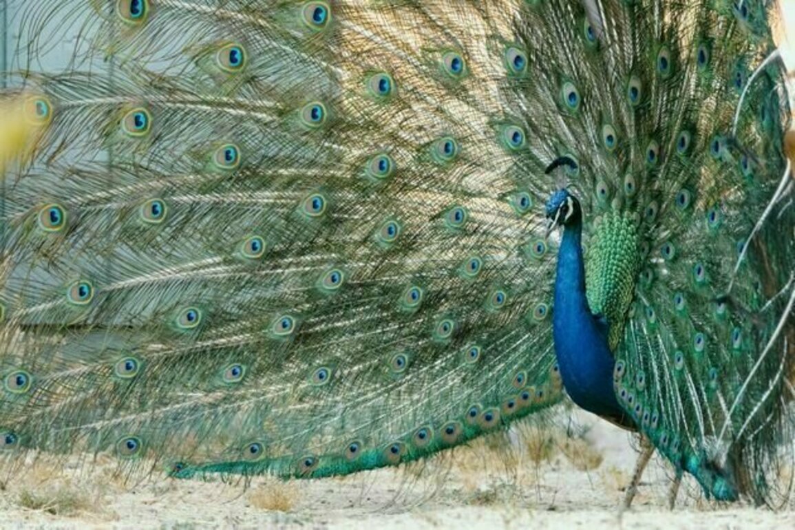 Size matters, but so does beauty and vigour - at least when it comes to peacocks