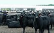 Northern cattle herd to be better than ever