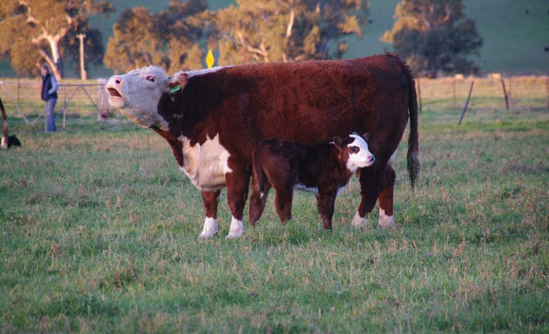 It is vital to monitor cows, and especially heifers, during the calving period to ensure any problems can be recognised and dealt with promptly.