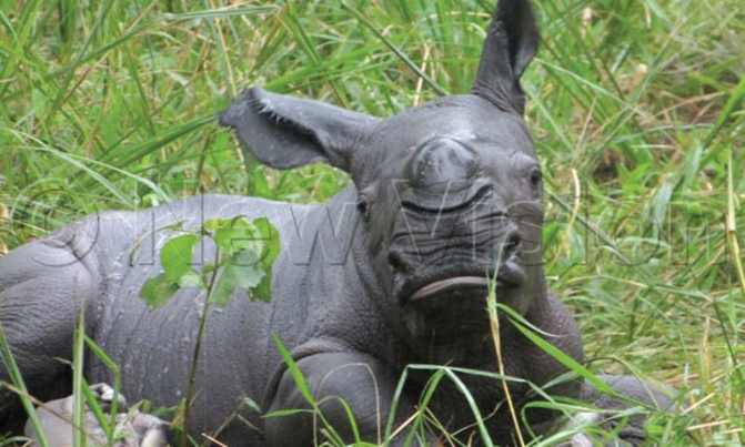 Ziwa sanctuary gets second baby rhino in two weeks Ziwa sanctuary gets second baby rhino in two weeks