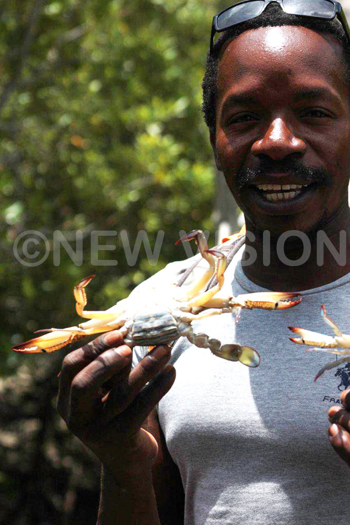   tour guide shows off a crab in idas reek  atamu off the coast of enya  rabs are a delicacy in enya which attracts the more food a
