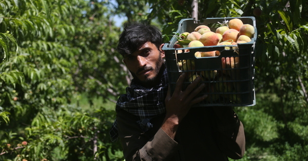 AFGHANISTAN-NANGARHAR-PEACHES