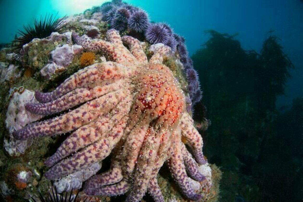 How sea star wasting disease transformed the West Coast's ecology and economy