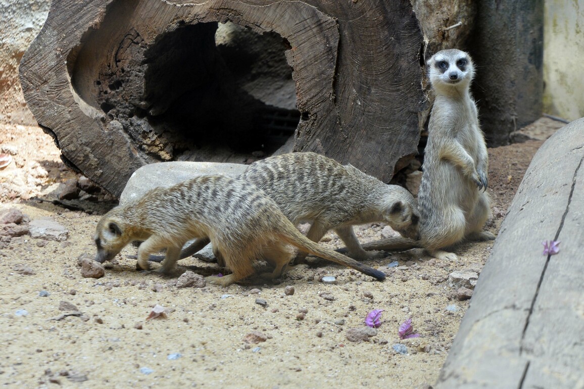 SRI LANKA-COLOMBO-MEERKAT-PUBLIC DISPLAY