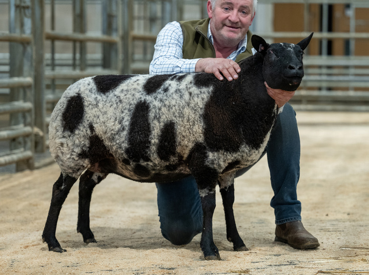 Dutch Spotted shearling which sold for 1,350gns