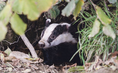Badger culling to continue in England as deadline scrapped 