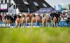 Show season ring round-up: Dairy champions