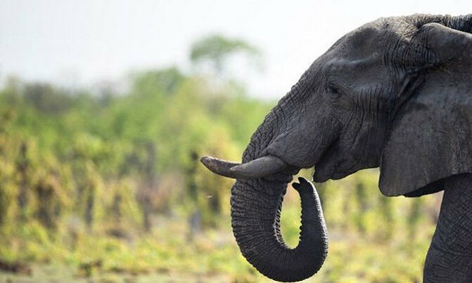 Nearly 100 elephants killed for ivory in Botswana Nearly 100 elephants killed for ivory in Botswana