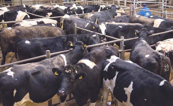 Opportunities from soaring cull cow trade