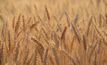 Recent rain has turned around yield potential in WA, with GIWA predicting production at 19.33Mt this season. 