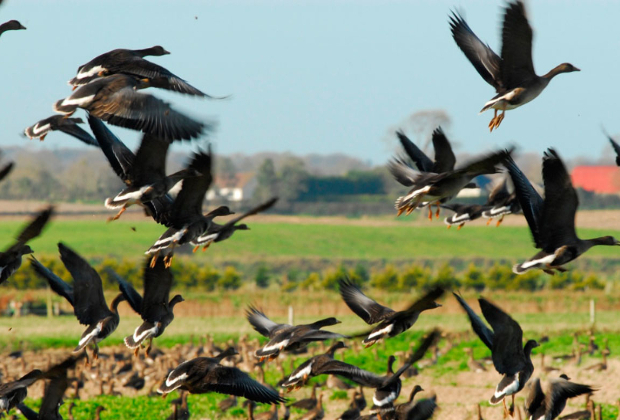 Bird flu clampdown targets Ireland's Co Derry nature reserve