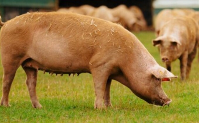 Cranswick is to invest £40m into raising animal welfare standards