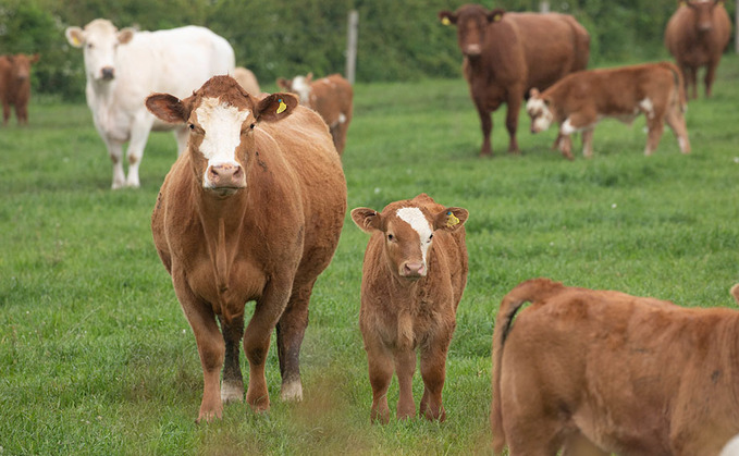 Bad calvings are for bad business